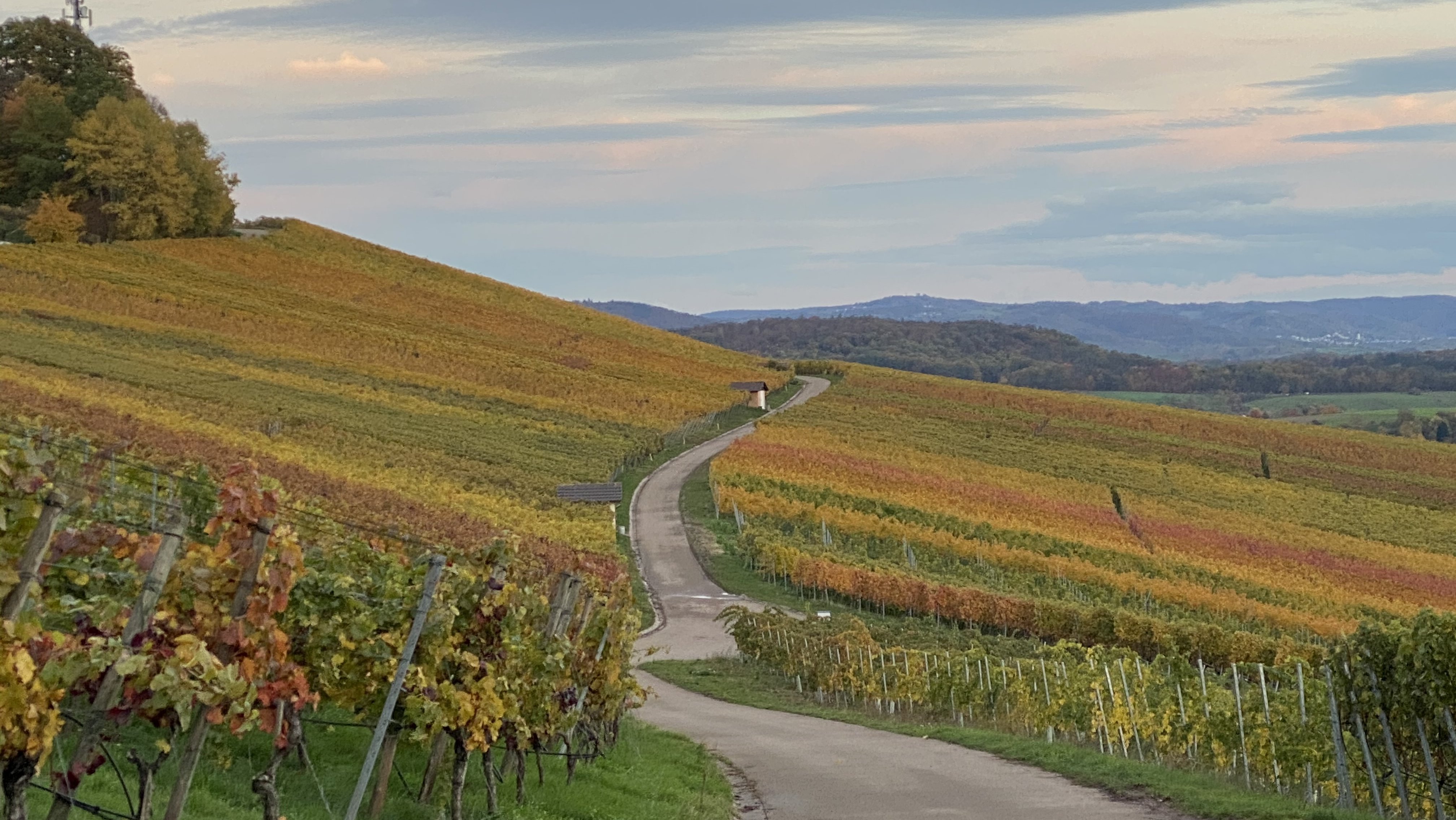  Herbstliche Weinberge in Kleinaspach 